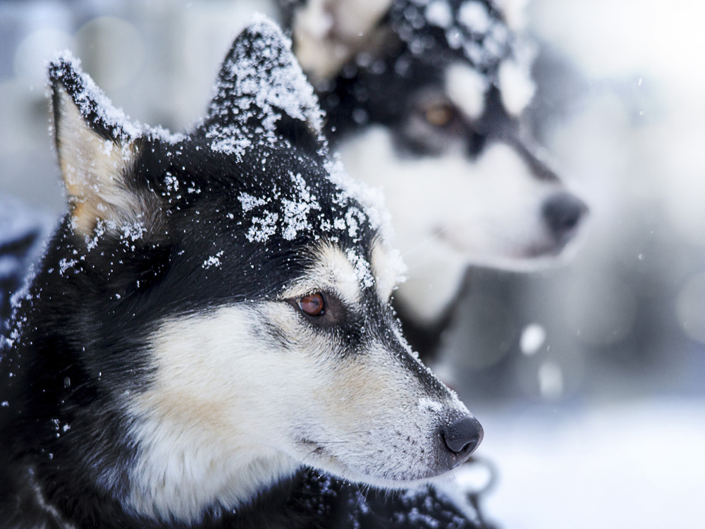 4. Platz Christoph Csokas